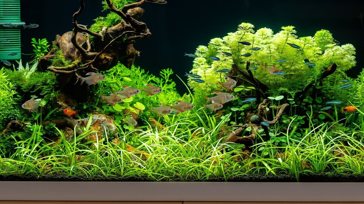 Bepflanztes Aquarium mit Sagittaria subulata als Vordergrundpflanze.