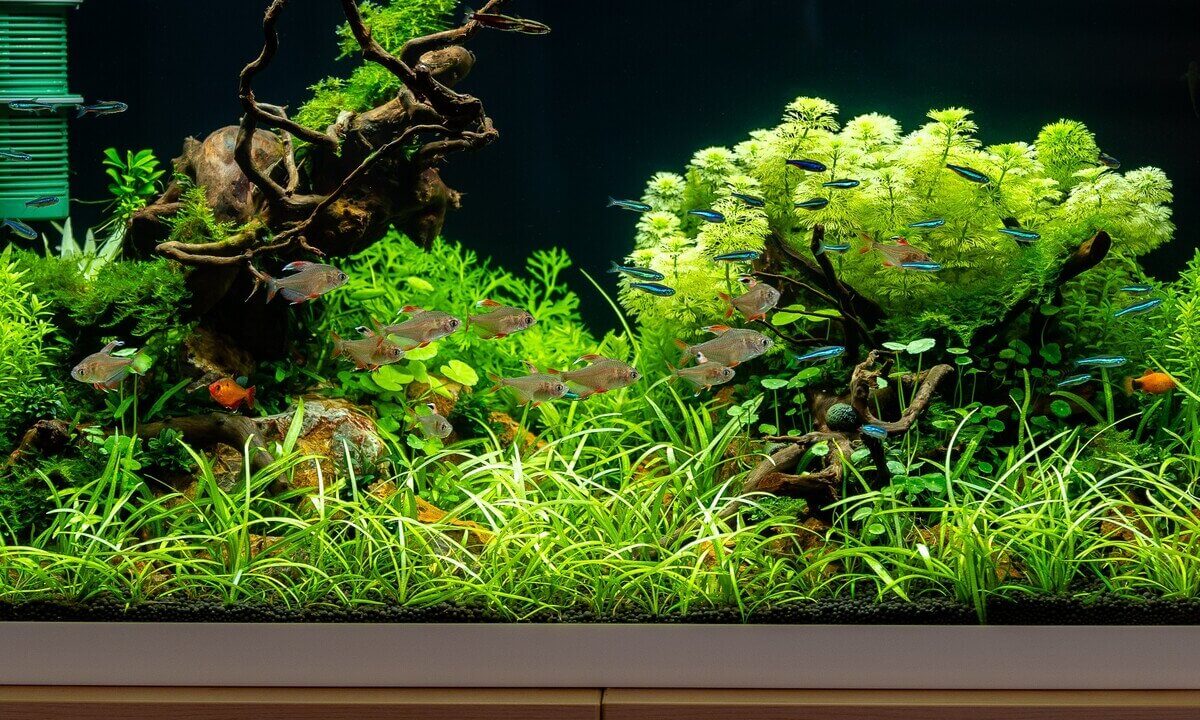 Bepflanztes Aquarium mit Sagittaria subulata als Vordergrundpflanze.