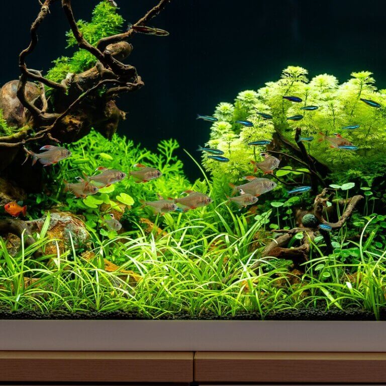 Bepflanztes Aquarium mit Sagittaria subulata als Vordergrundpflanze.