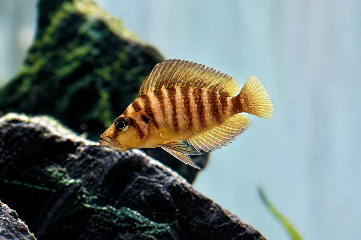 Weiblicher Altolamprologus compressiceps mit goldbrauner Färbung und dunklen Querstreifen vor einem Steinaufbau.