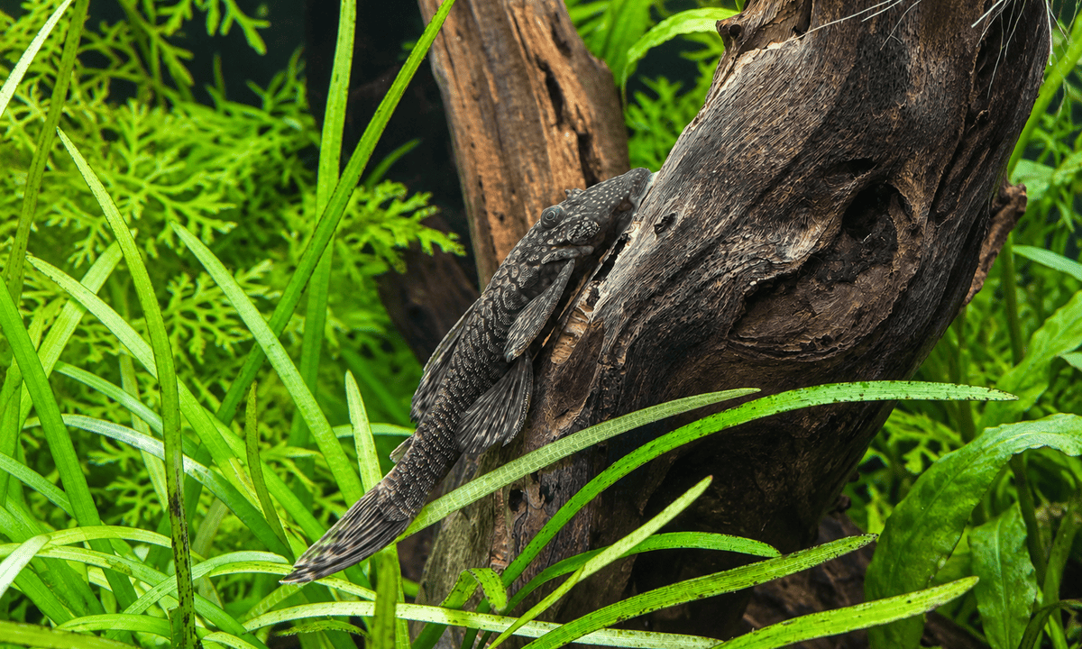Antennenwels auf einer Wurzel im bepflanzten Aquarium