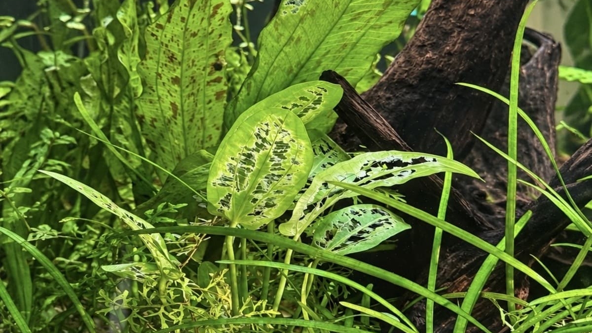 Angefressene Echinodorus im Aquarium durch einen Antennenwels