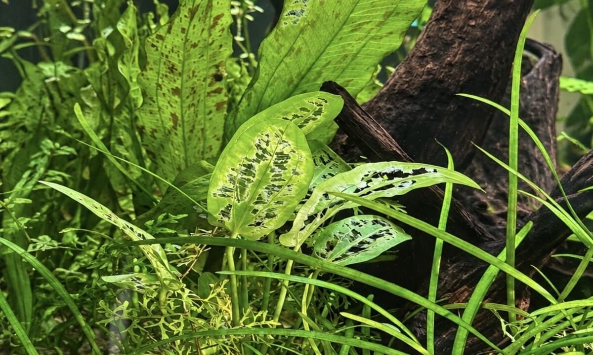 Angefressene Echinodorus im Aquarium durch einen Antennenwels