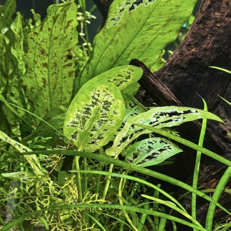 Angefressene Echinodorus im Aquarium durch einen Antennenwels
