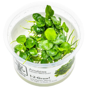 Anubias barteri ‘Mini Coin’ im Tropica 1-2-Grow! In-vitro-Becher