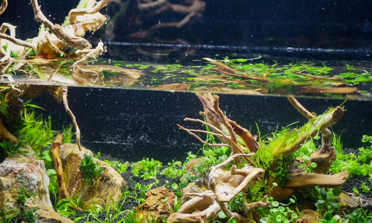 Neu eingerichtetes Aquarium während der Einfahrphase und Pflege