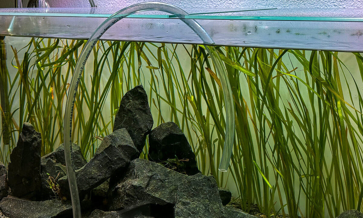 Transparenter Aquarienschlauch beim Wasserwechsel