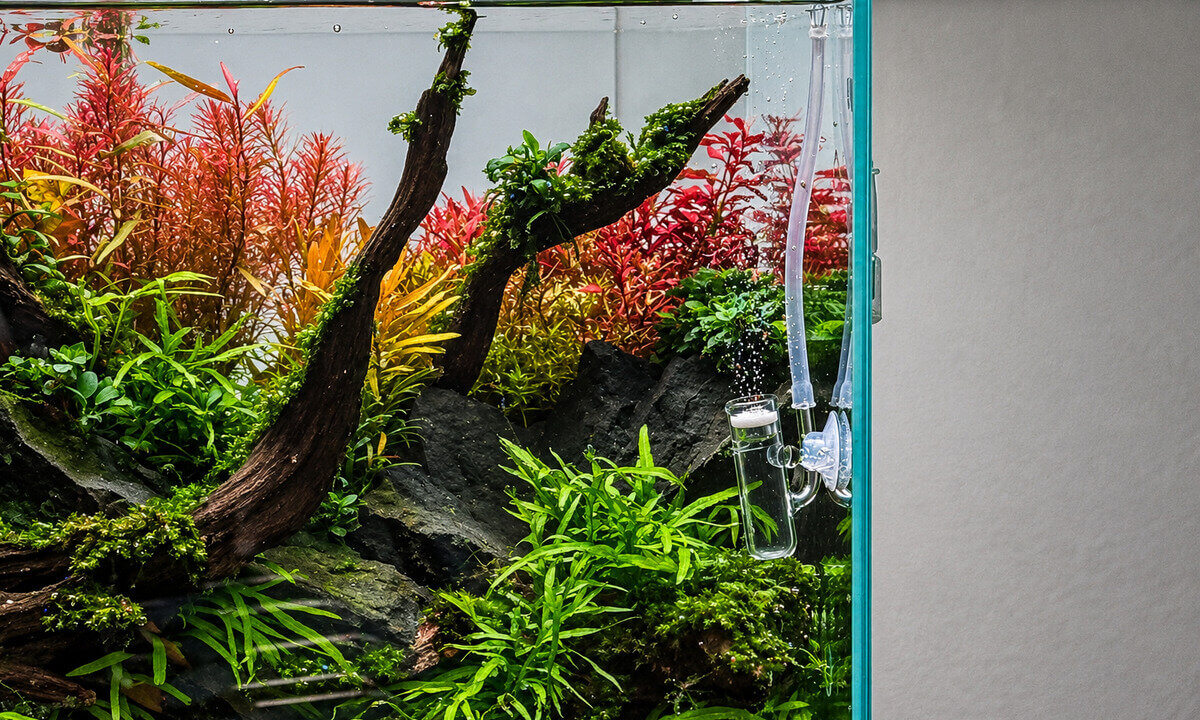 CO₂-Diffusor im Aquarium mit feinen aufsteigenden CO₂-Bläschen