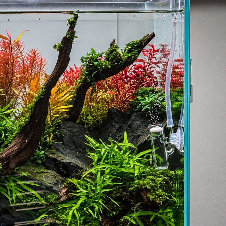 CO₂-Diffusor im Aquarium mit feinen aufsteigenden CO₂-Bläschen