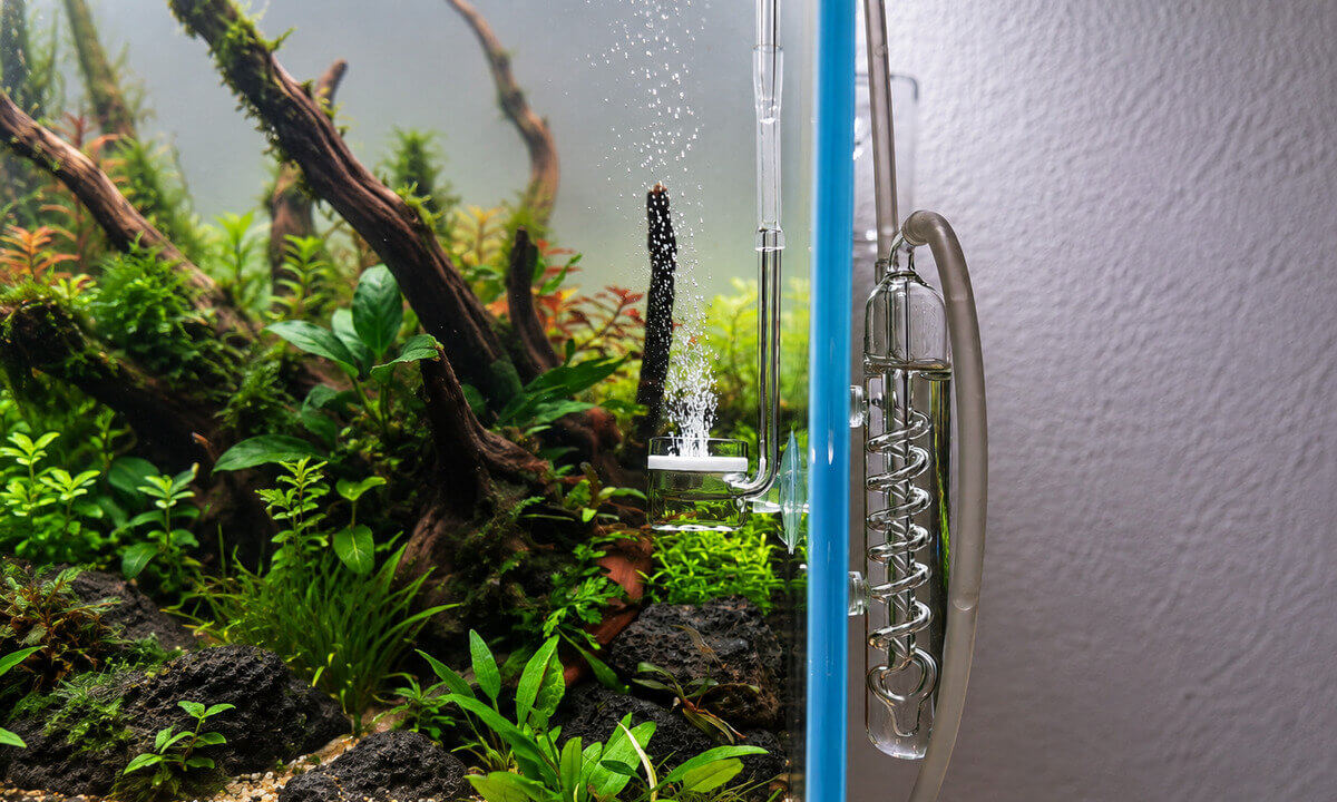 CO₂-Diffusor mit Keramikmembran und feinen CO₂-Bläschen im Aquarium