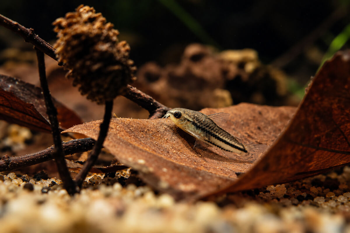 Zwergpanzerwels (Corydoras pygmaeus) auf einem braunen Laubblatt im Aquarium