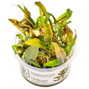 Cryptocoryne undulata ‘Broad Leaf’ im Tropica 1-2-Grow! In-vitro-Becher