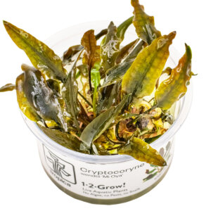 Cryptocoryne wendtii ‘Mi Oya’ im Tropica 1-2-Grow! In-vitro-Becher