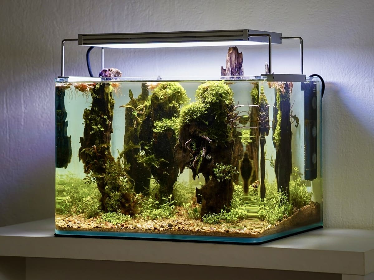Dennerle Nano Tank 25 L mit senkrechten Dragonwood-Formationen, grünen Pflanzenpolstern und hellem Bodengrund aus seitlicher Perspektive.