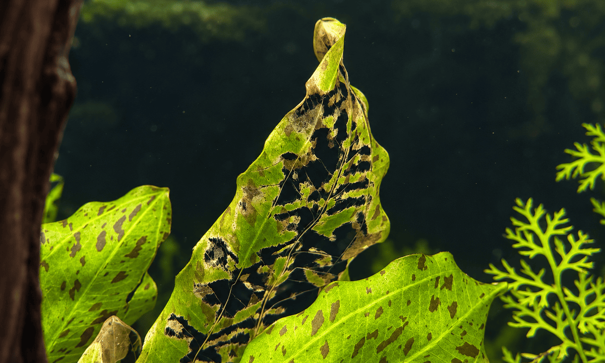Stark zerfressenes Echinodorus-Blatt mit typischen Fraßspuren