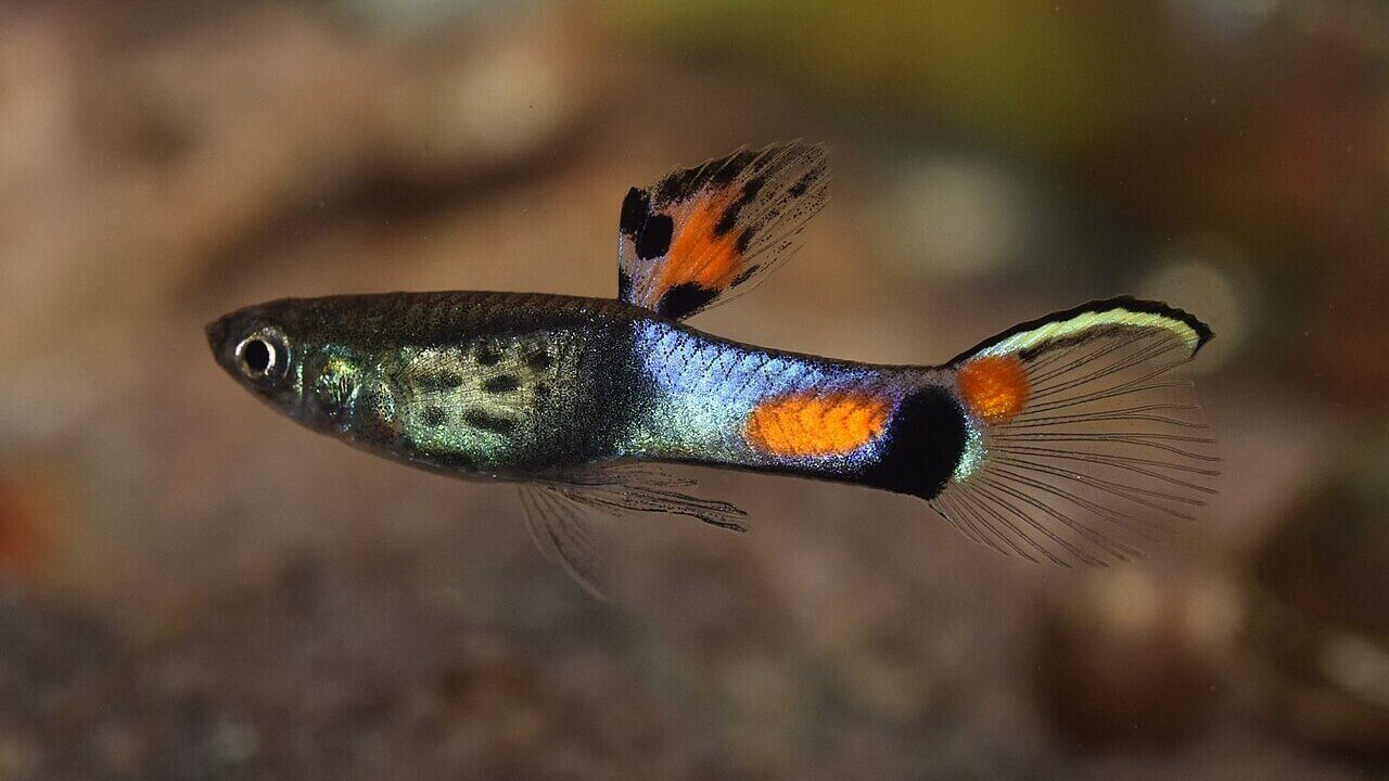 Männlicher Endler-Guppy im Aquarium