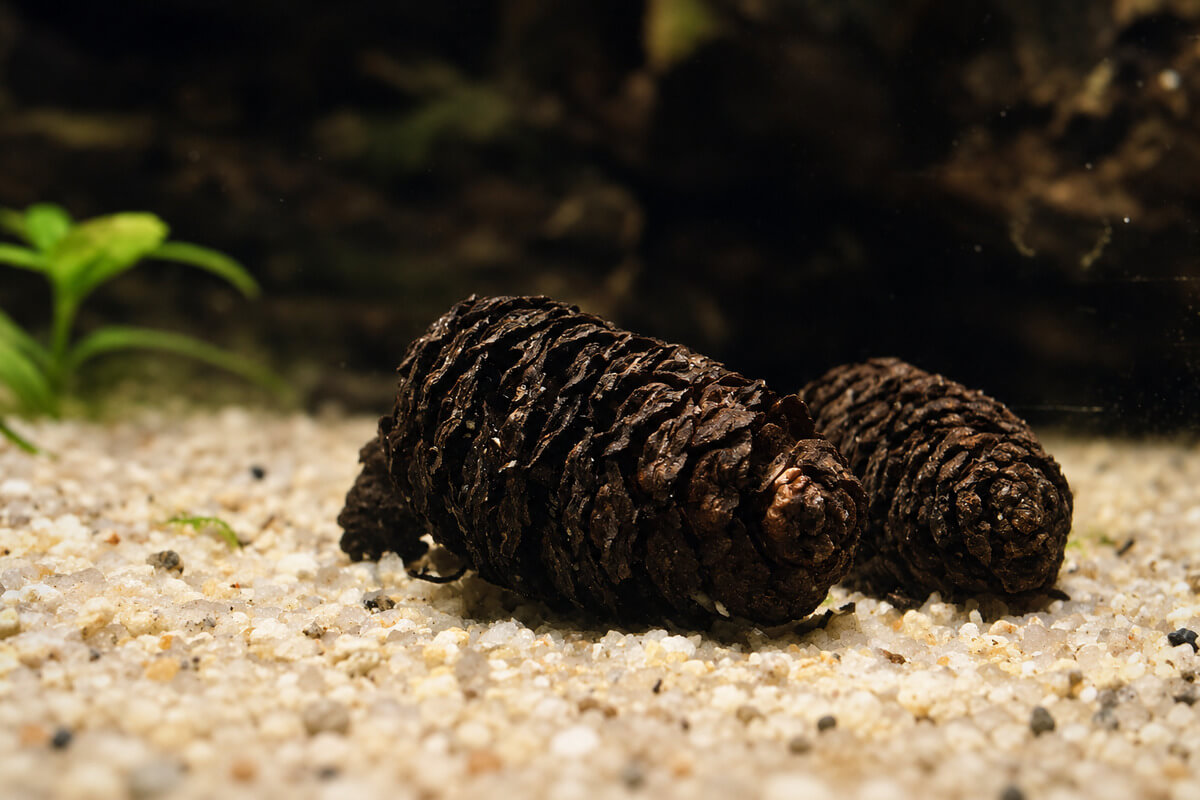 Zwei Erlenzapfen auf hellem Sandboden in einem Schwarzwasser-Aquarium