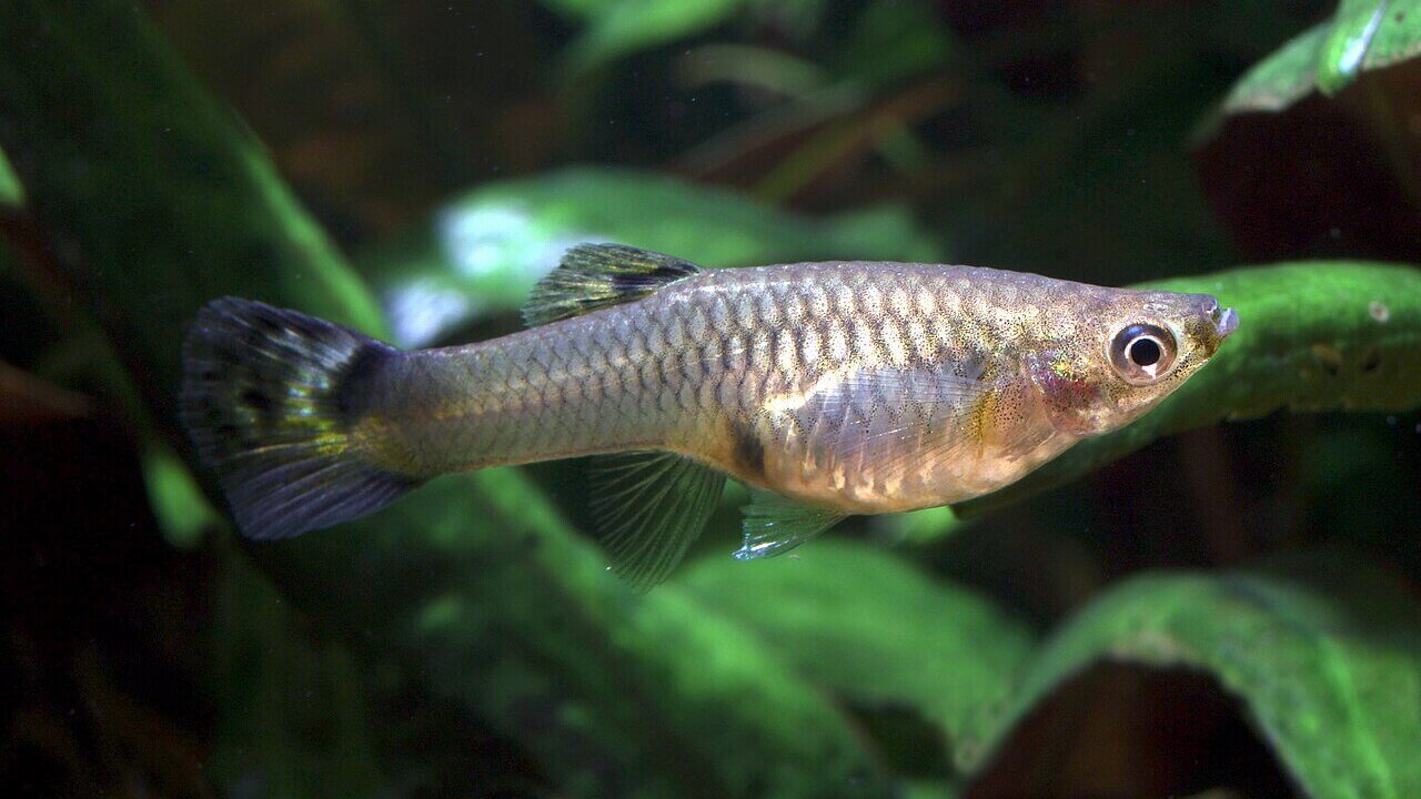 Guppy-Weibchen im Aquarium