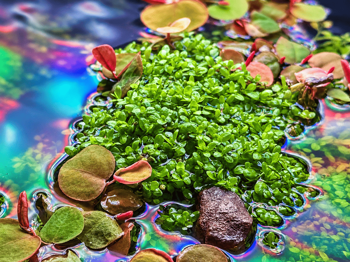 Nahaufnahme von emers wachsendem Kuba-Perlkraut (Hemianthus callitrichoides „Cuba“) mit kleinen grünen Blättern an der Wasseroberfläche.