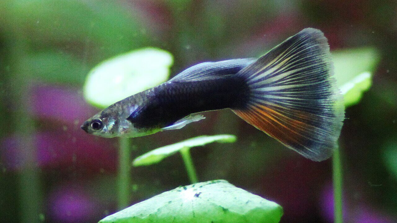 Männlicher Hochzuchtguppy im Aquarium