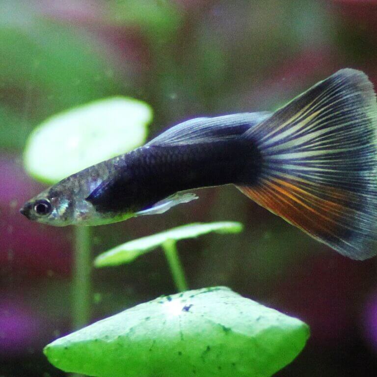 Männlicher Hochzuchtguppy im Aquarium