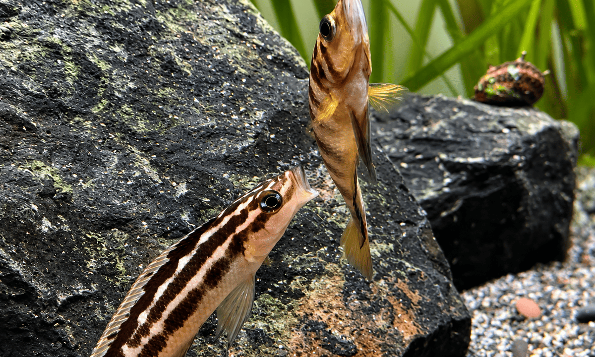 Julidochromis ornatus und Altolamprologus compressiceps bei einer Revierauseinandersetzung zwischen den Steinaufbauten im Tanganjika-Aquarium.