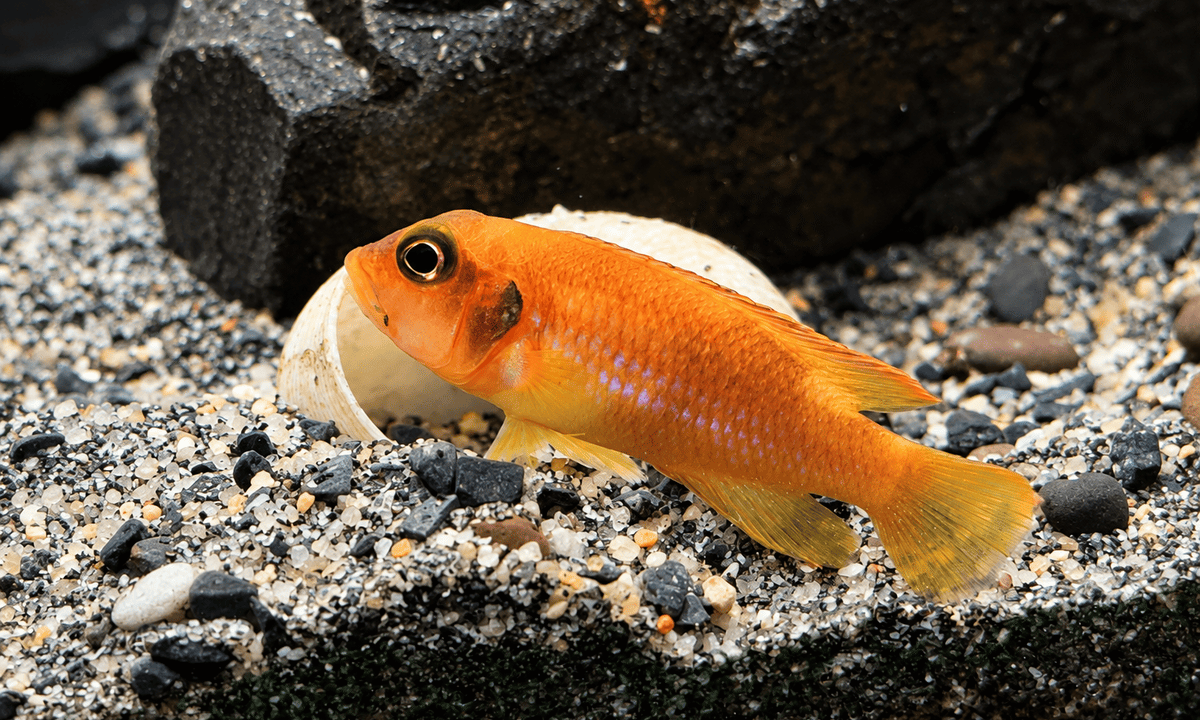 Männlicher Lamprologus ocellatus Gold mit orangegoldener Färbung vor einem leeren Schneckenhaus auf dem Aquarienboden.