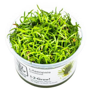 Lilaeopsis brasiliensis im Tropica 1-2-Grow! In-vitro-Becher