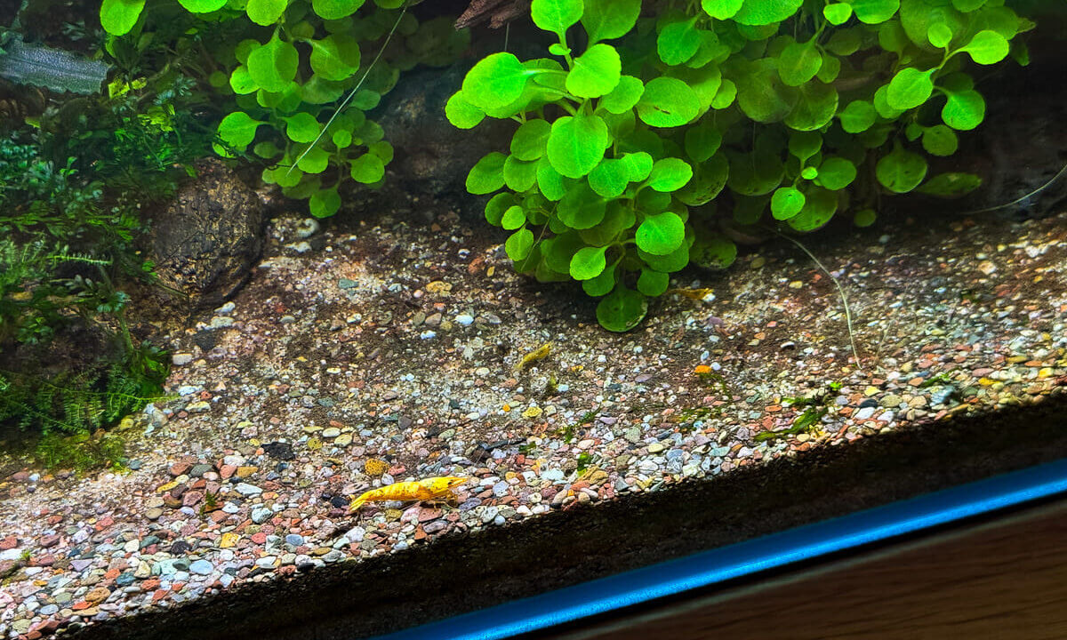 Mulm und Ablagerungen auf dem Bodengrund eines Aquariums