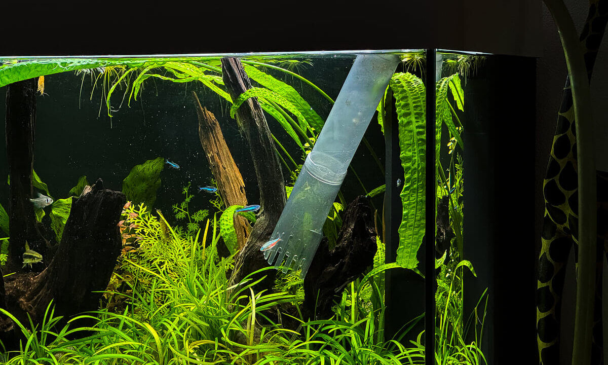 Mulmglocke bei der Reinigung eines bepflanzten Aquariums