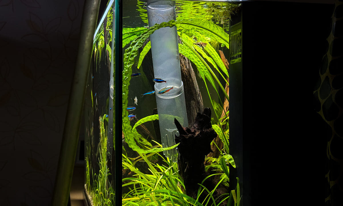 Mulmsauger bei der Reinigung eines bepflanzten Aquariums