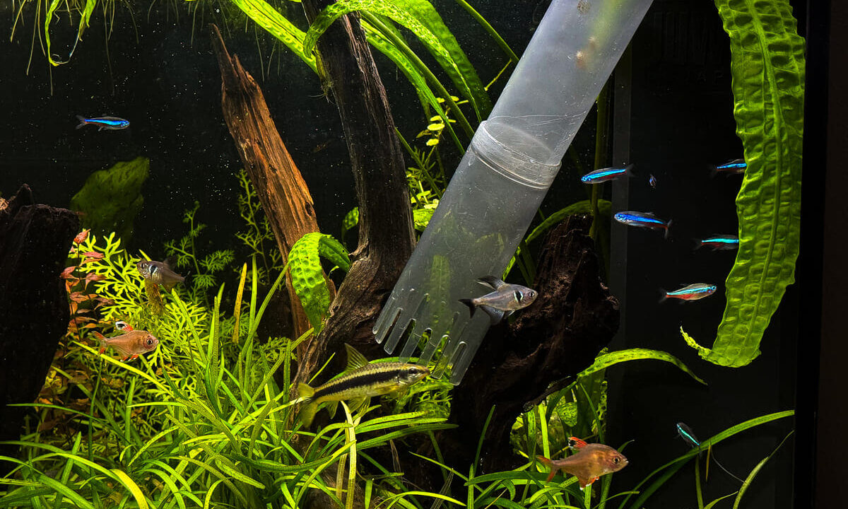 Mulmsauger in einem bepflanzten Aquarium