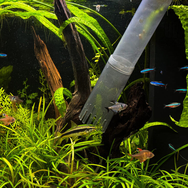Mulmsauger in einem bepflanzten Aquarium