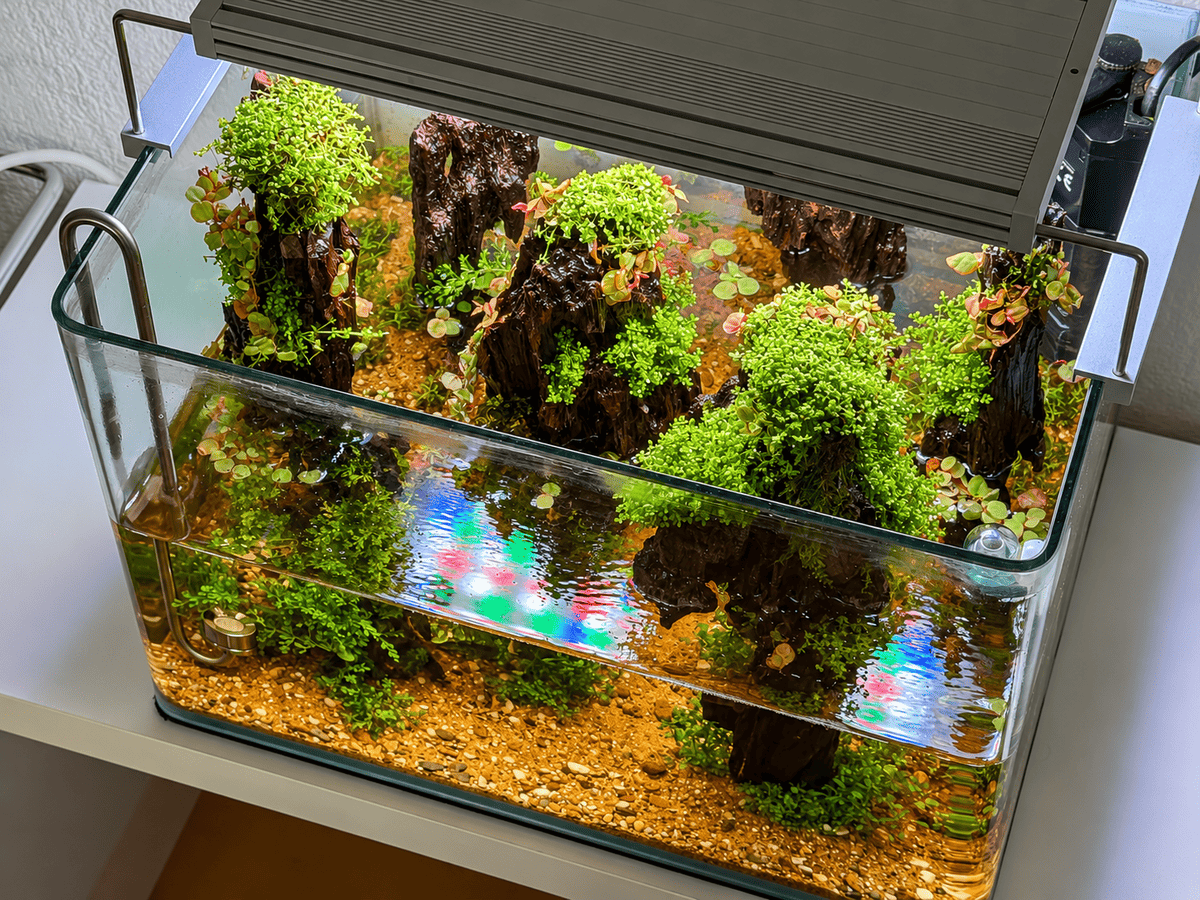 Draufsicht auf das 25-Liter-Nano-Aquascape mit bepflanztem Dragonwood, Kuba-Perlkraut und rötlichen Schwimmpflanzen.