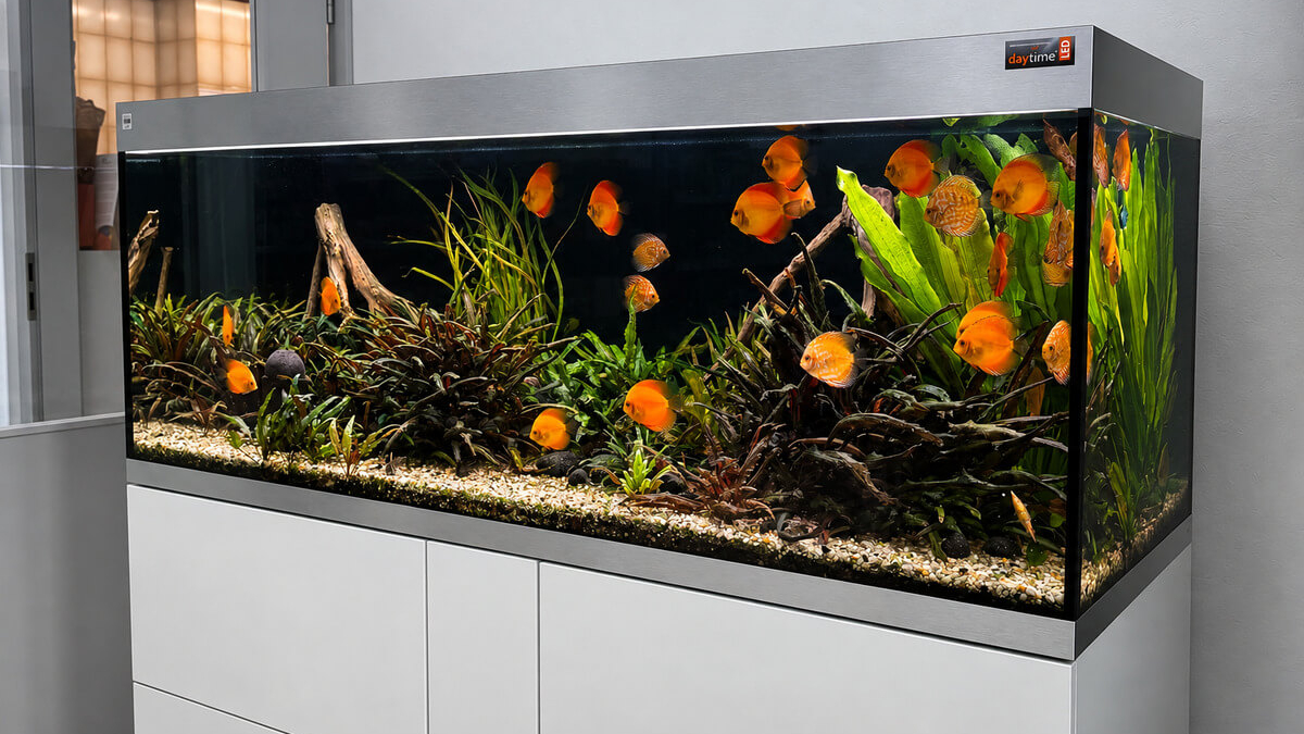 OASE HighLine 600 als großes eingerichtetes Diskus-Aquarium