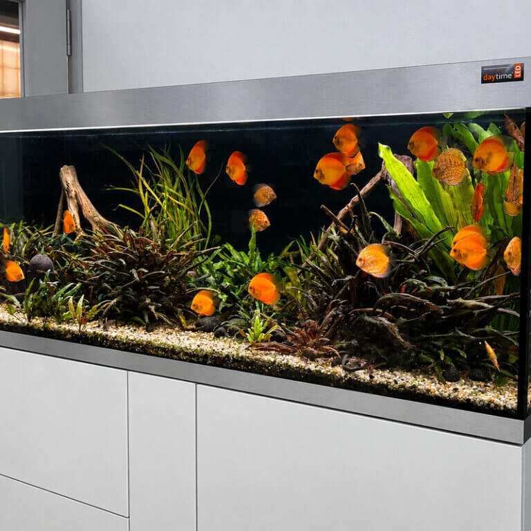 OASE HighLine 600 als großes eingerichtetes Diskus-Aquarium