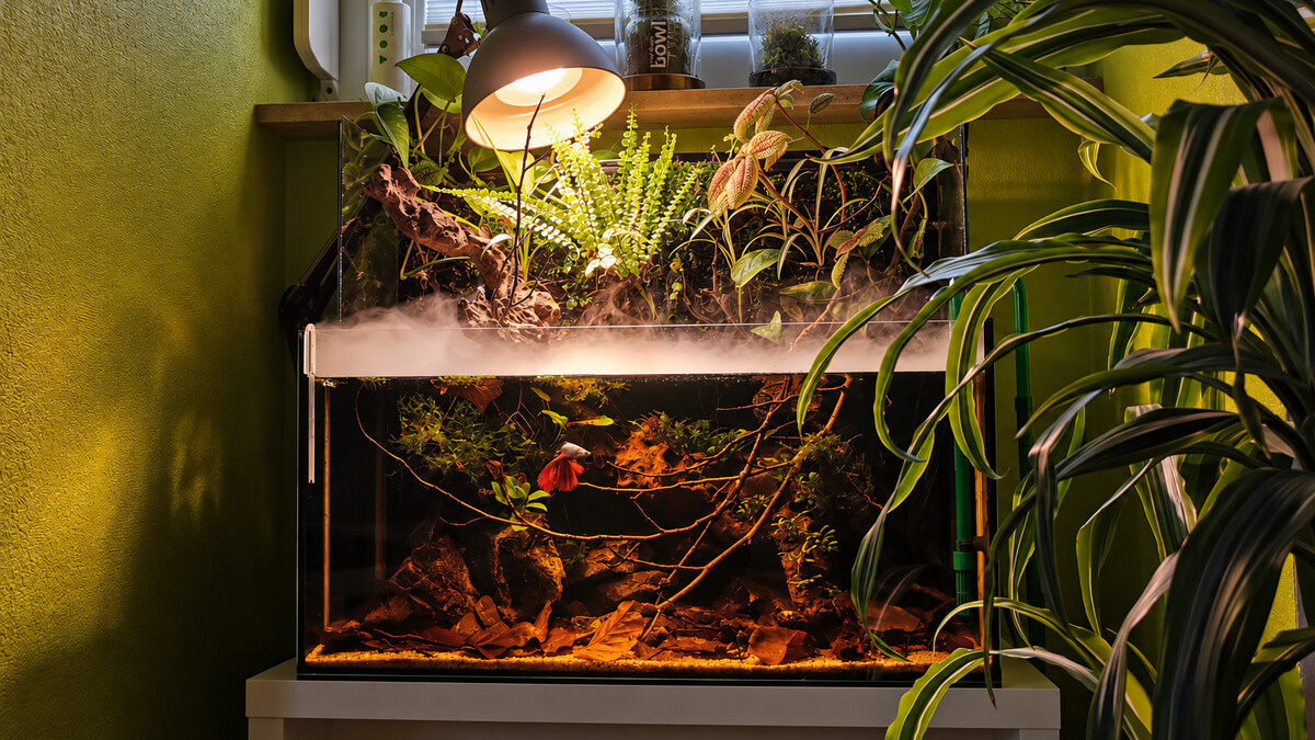 Bepflanztes Paludarium mit Schwarzwasser-Aquarium, Wurzeln, Laub und einem roten Kampffisch