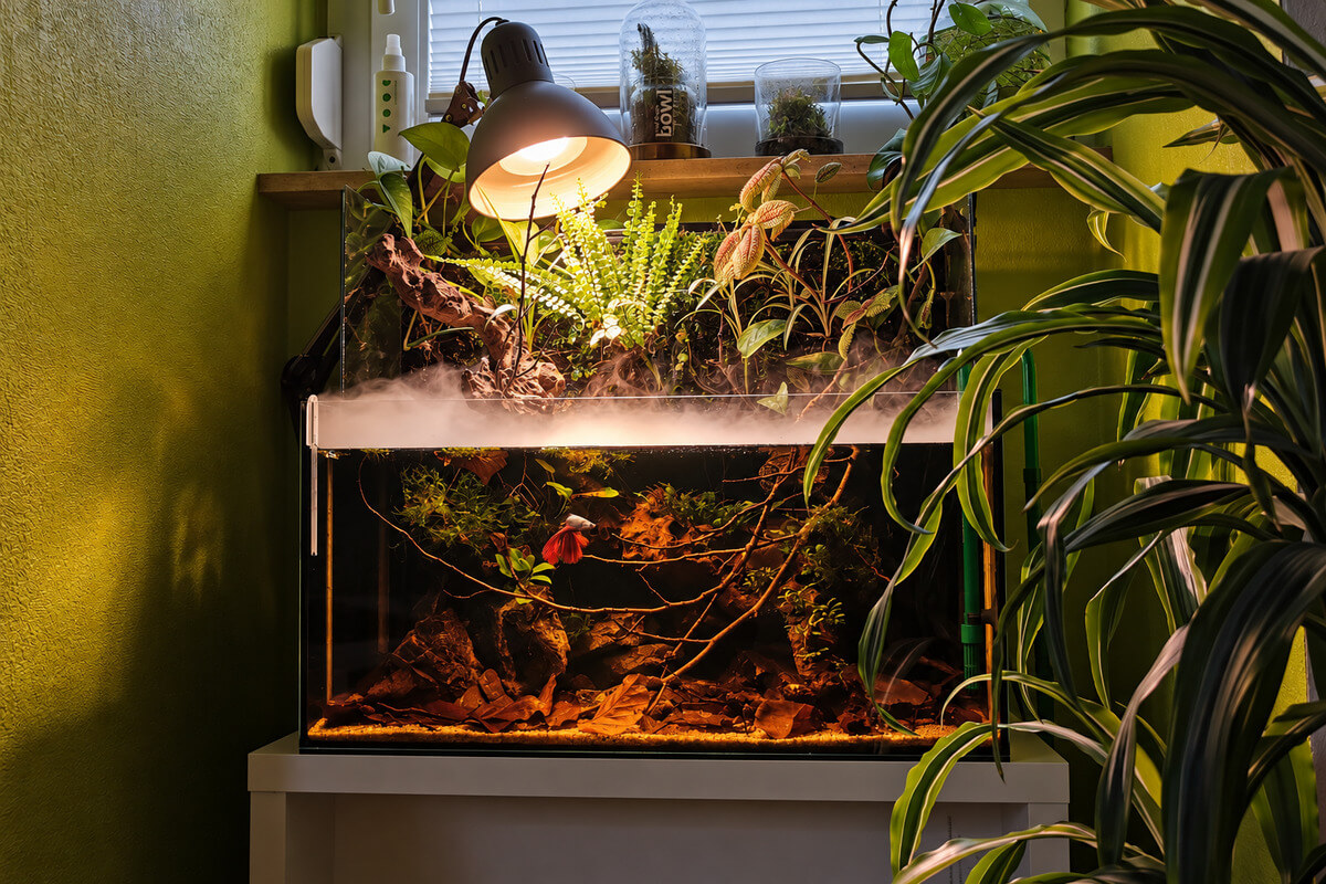 Bepflanztes Paludarium mit Schwarzwasser-Aquarium, Wurzeln, Laub und einem roten Kampffisch