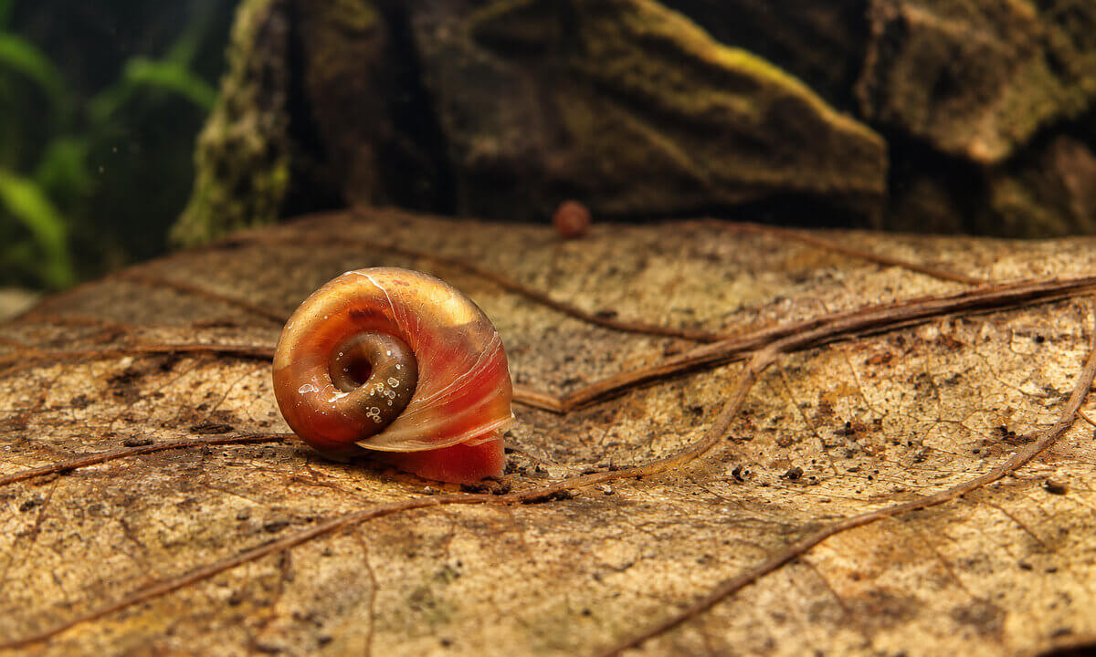 Rötlich-braune Posthornschnecke auf einem braunen Laubblatt im Aquarium