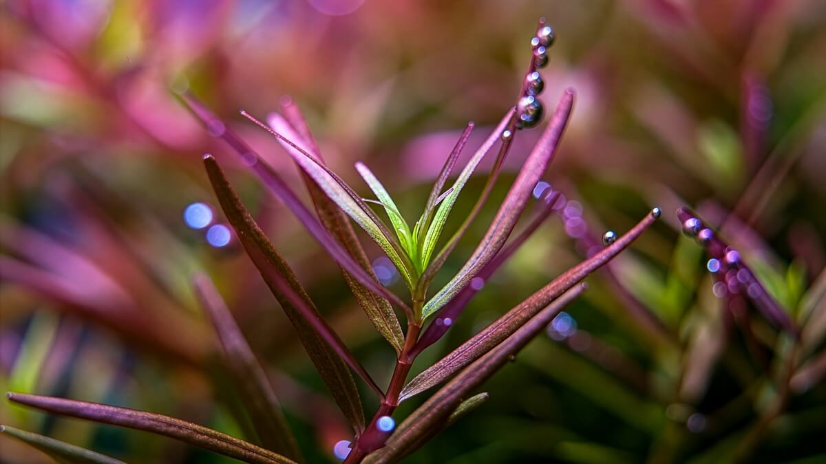Makro-Aufnahme einer Rotala H'ra mit Sauerstoffblasen im Aquarium