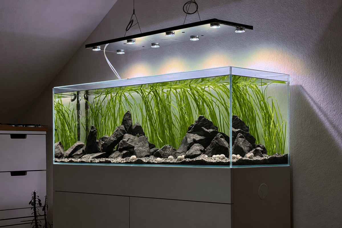 Tanganjika-Aquarium mit hohen Vallisnerien, dunklen Steinaufbauten und Schneckenhäusern auf dem Bodengrund.