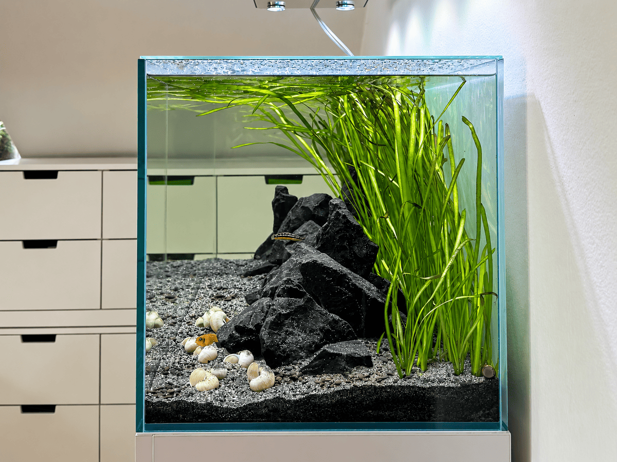 Seitenansicht des Tanganjika-Aquariums mit dunklen Steinen, Vallisnerien und Schneckenhäusern im Vordergrund.