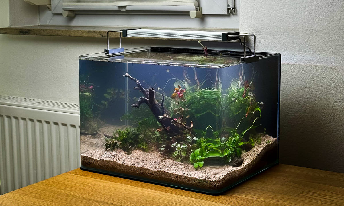 Trübes Wasser in einem neu eingerichteten Aquarium während der Einfahrphase