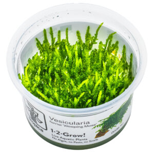 Vesicularia ferriei ‘Weeping Moss’ im Tropica 1-2-Grow! In-vitro-Becher