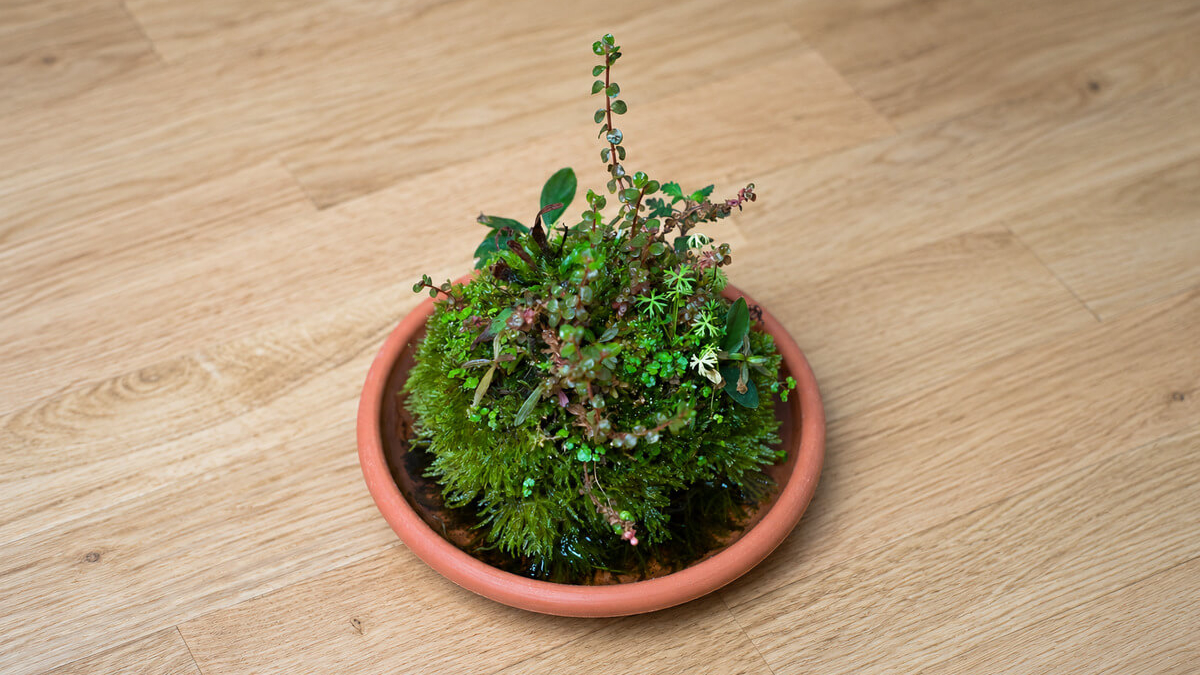Wabi-Kusa-Ball in einem Terrakotta-Untersetzer mit Rotala rotundifolia, Ranunculus inundatus, Hydrocotyle tripartita Mini und Moos