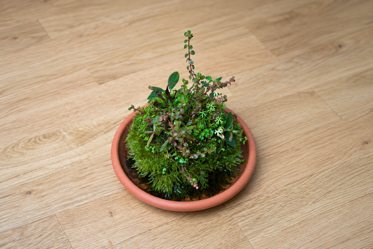 Wabi-Kusa-Ball in einem Terrakotta-Untersetzer mit Rotala rotundifolia, Ranunculus inundatus, Hydrocotyle tripartita Mini und Moos