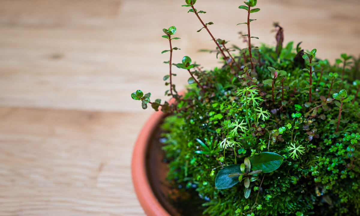 Detailansicht eines Wabi-Kusa mit Rotala rotundifolia, Ranunculus inundatus und dichtem Moosbewuchs