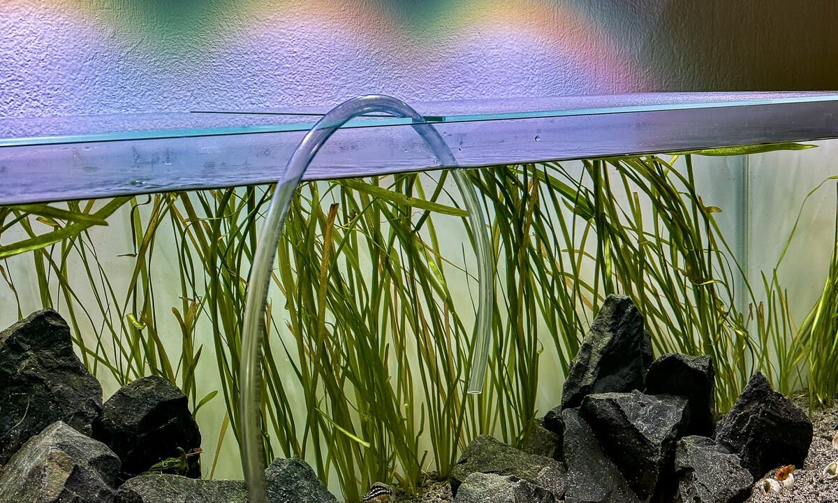 Wasserwechsel während der Einfahrphase eines Aquariums