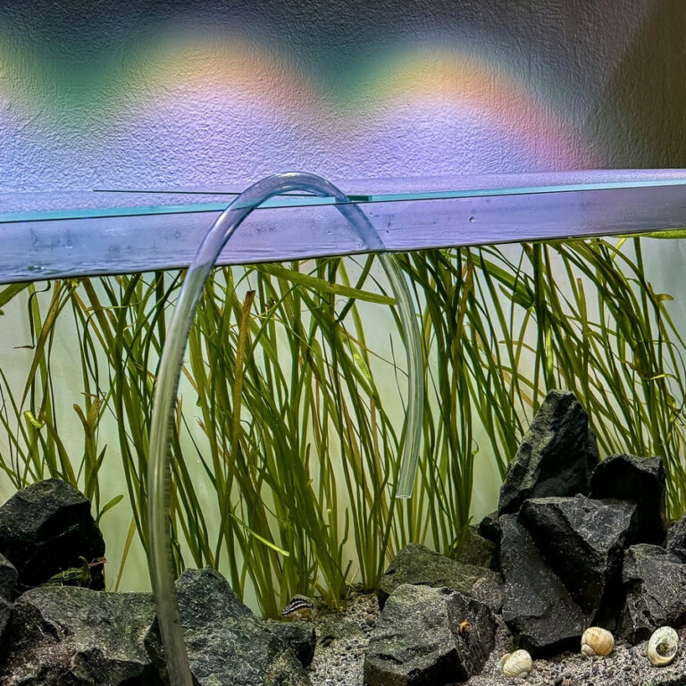 Wasserwechsel während der Einfahrphase eines Aquariums