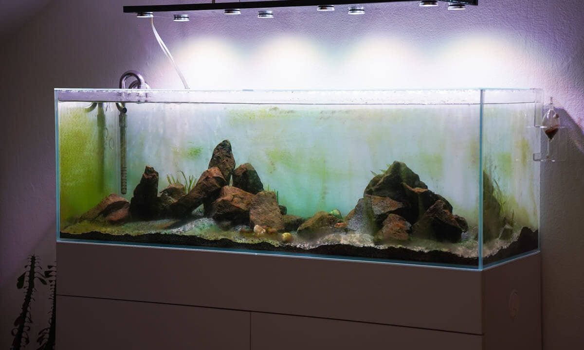 Aquarium während der Einfahrphase mit verschiedenen Algenbelägen